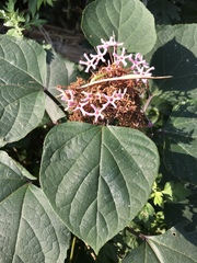 Clerodendrum bungei