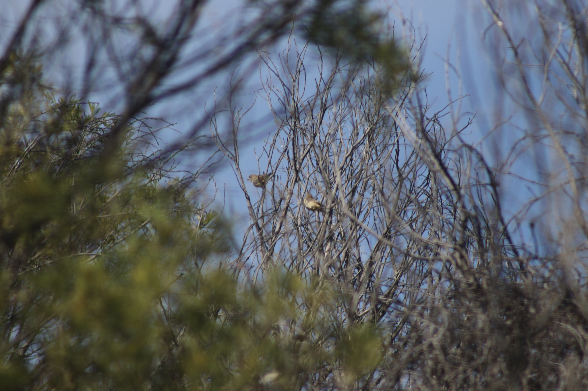 Southern Whiteface (Aphelocephala leucopsis), photo 8