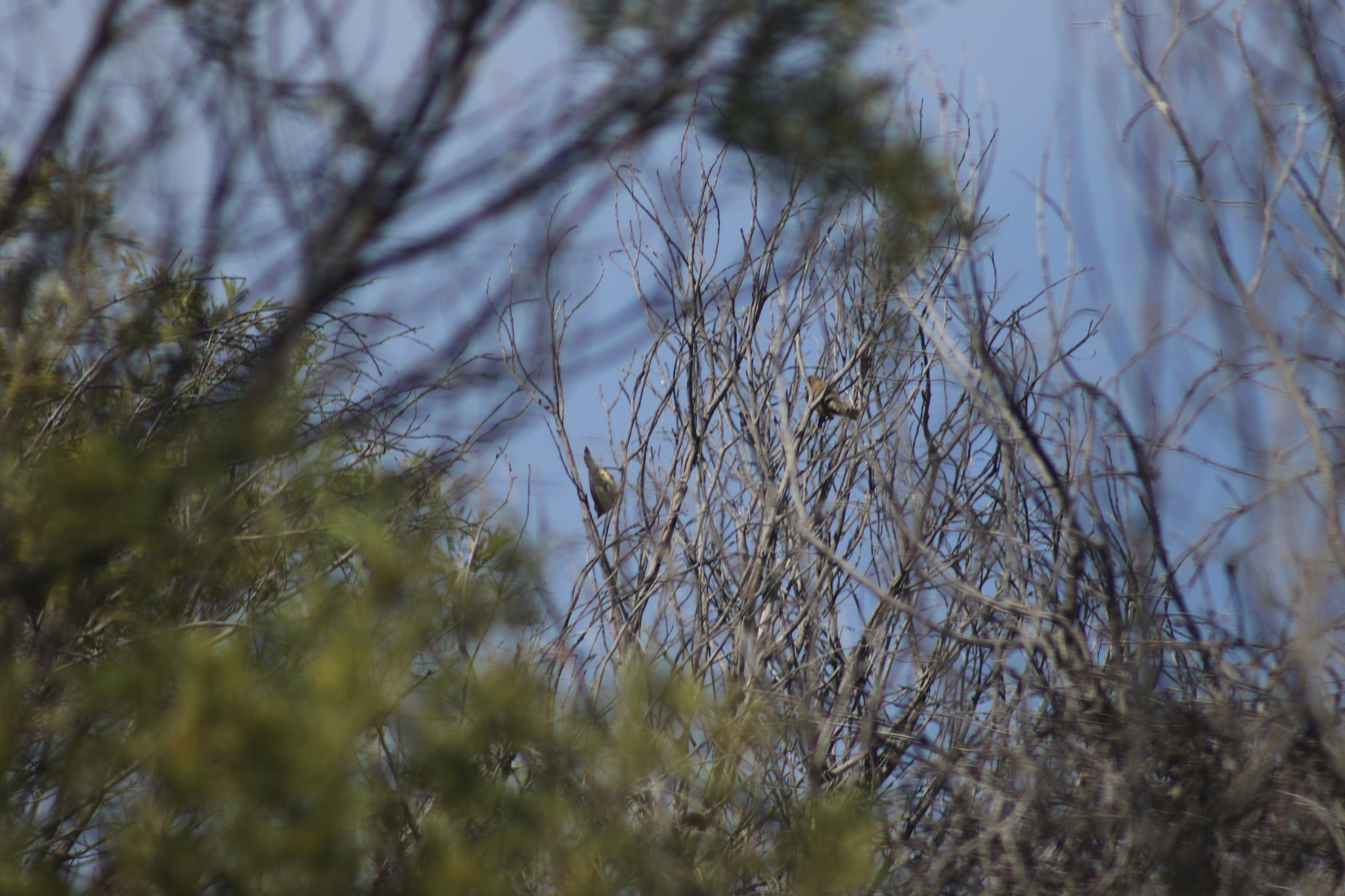 Southern Whiteface (Aphelocephala leucopsis), photo 7