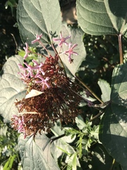 Clerodendrum bungei