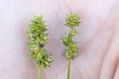 Carex muehlenbergii