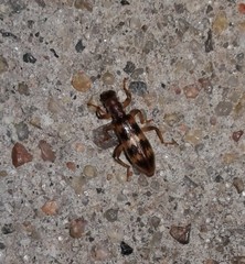 Cymatodera undulata