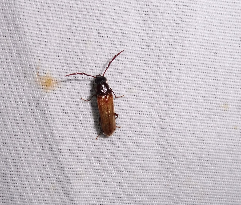 Trimitomerus riversii
