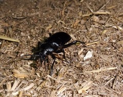 Calosoma peregrinator