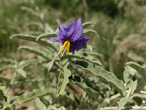 silverleaf nightshade