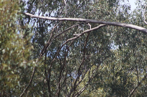 White-browed Woodswallow (Artamus superciliosus), photo 3
