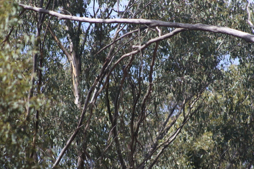 White-browed Woodswallow (Artamus superciliosus), photo 2