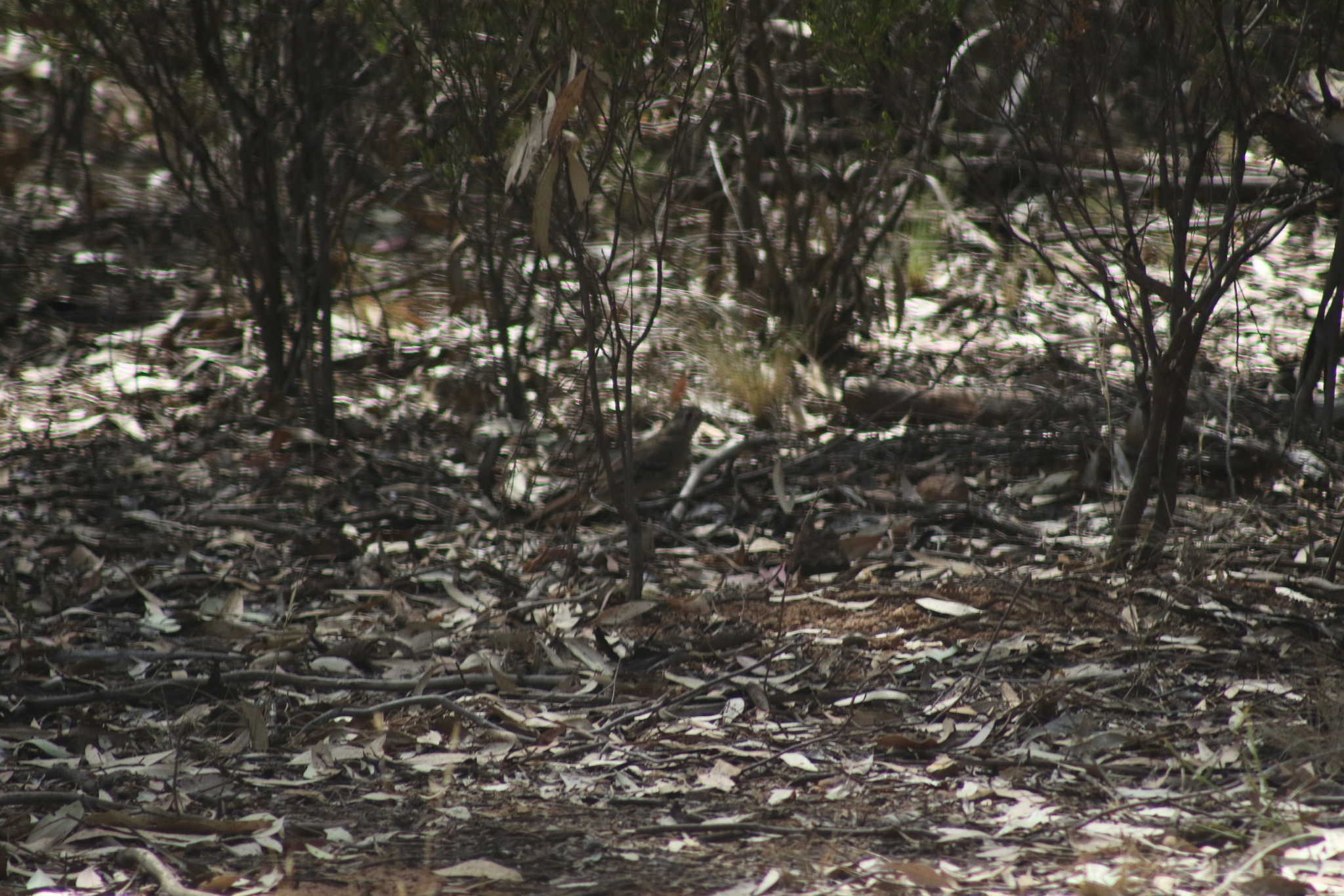 Southern Scrub Robin (Drymodes brunneopygia), photo 4