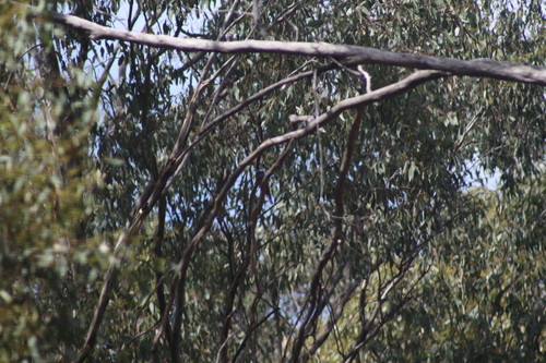 White-browed Woodswallow (Artamus superciliosus), photo 9