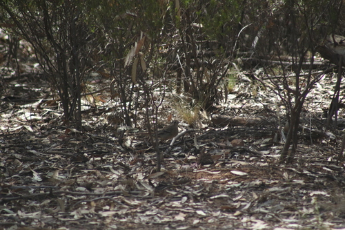 Southern Scrub Robin (Drymodes brunneopygia), photo 5