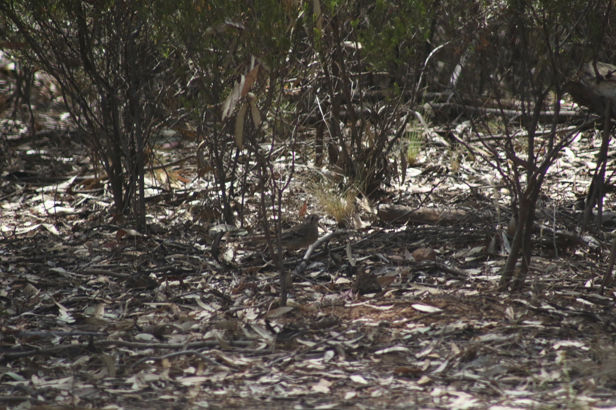 Southern Scrub Robin (Drymodes brunneopygia), photo 5