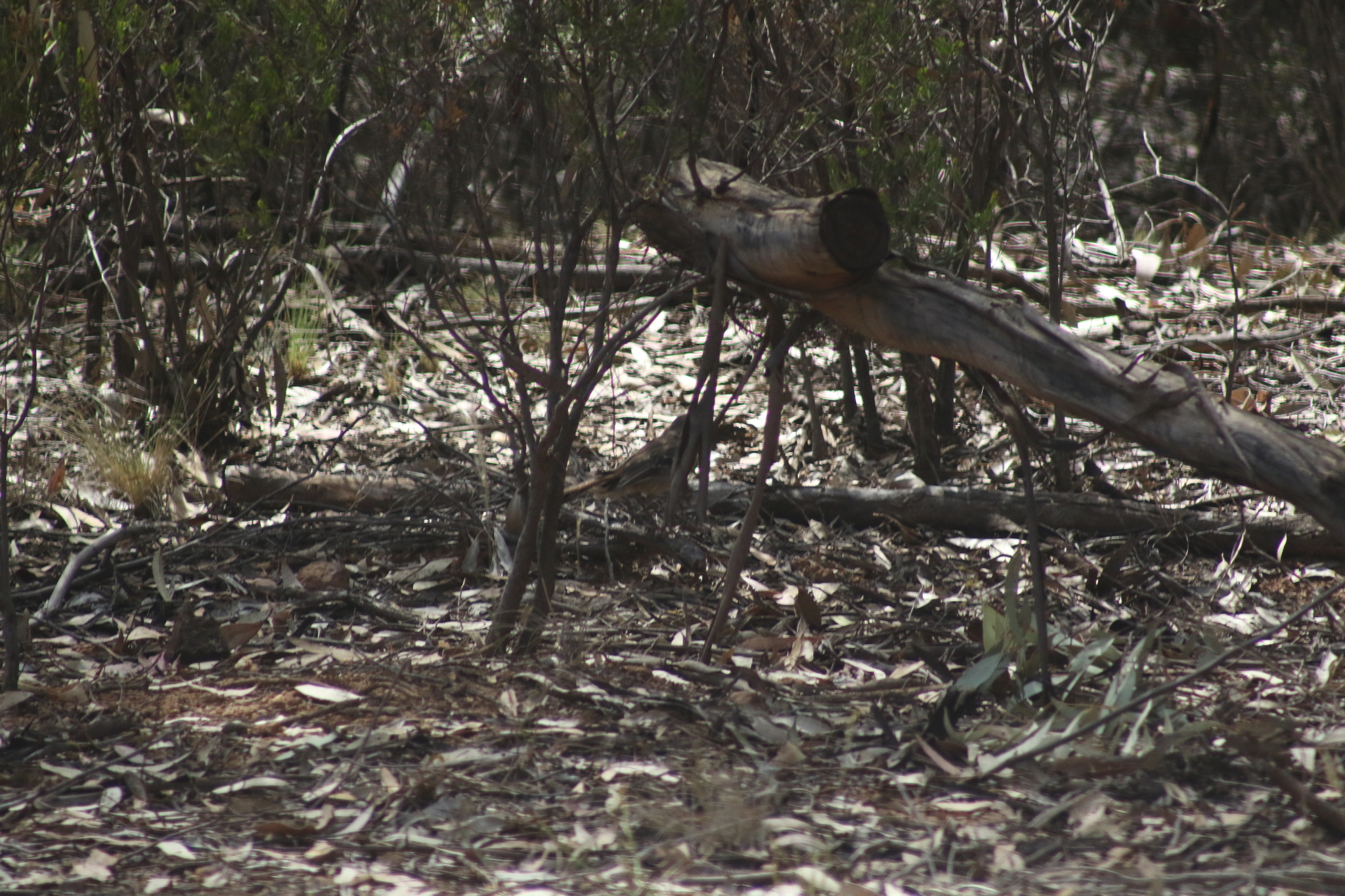 Southern Scrub Robin (Drymodes brunneopygia), photo 6