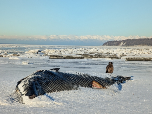 Fin Whale (Balaenoptera physalus), a species recorded in Massachusetts