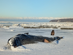 ナガスクジラ