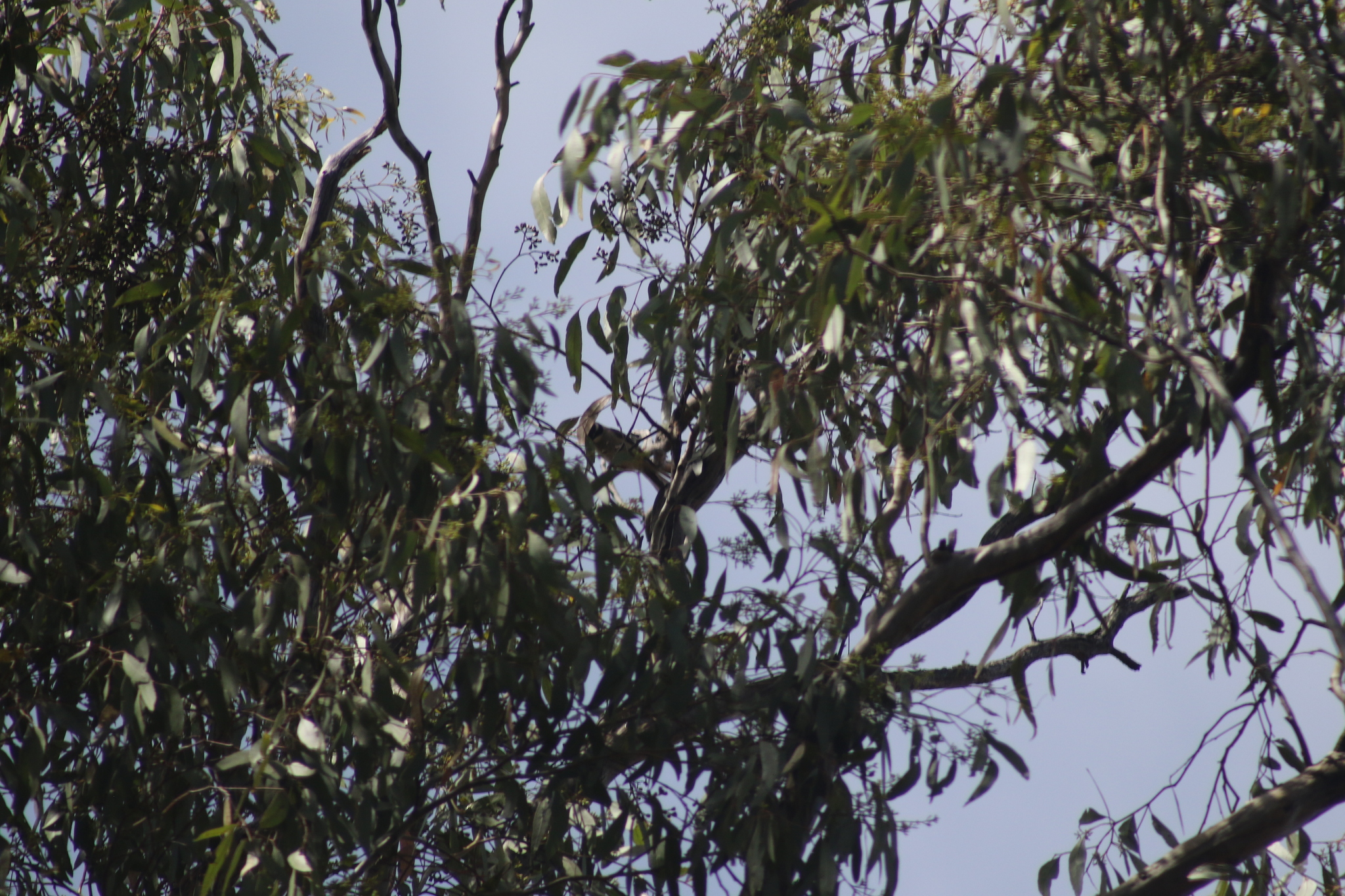 Black-chinned Honeyeater (Melithreptus gularis), photo 5