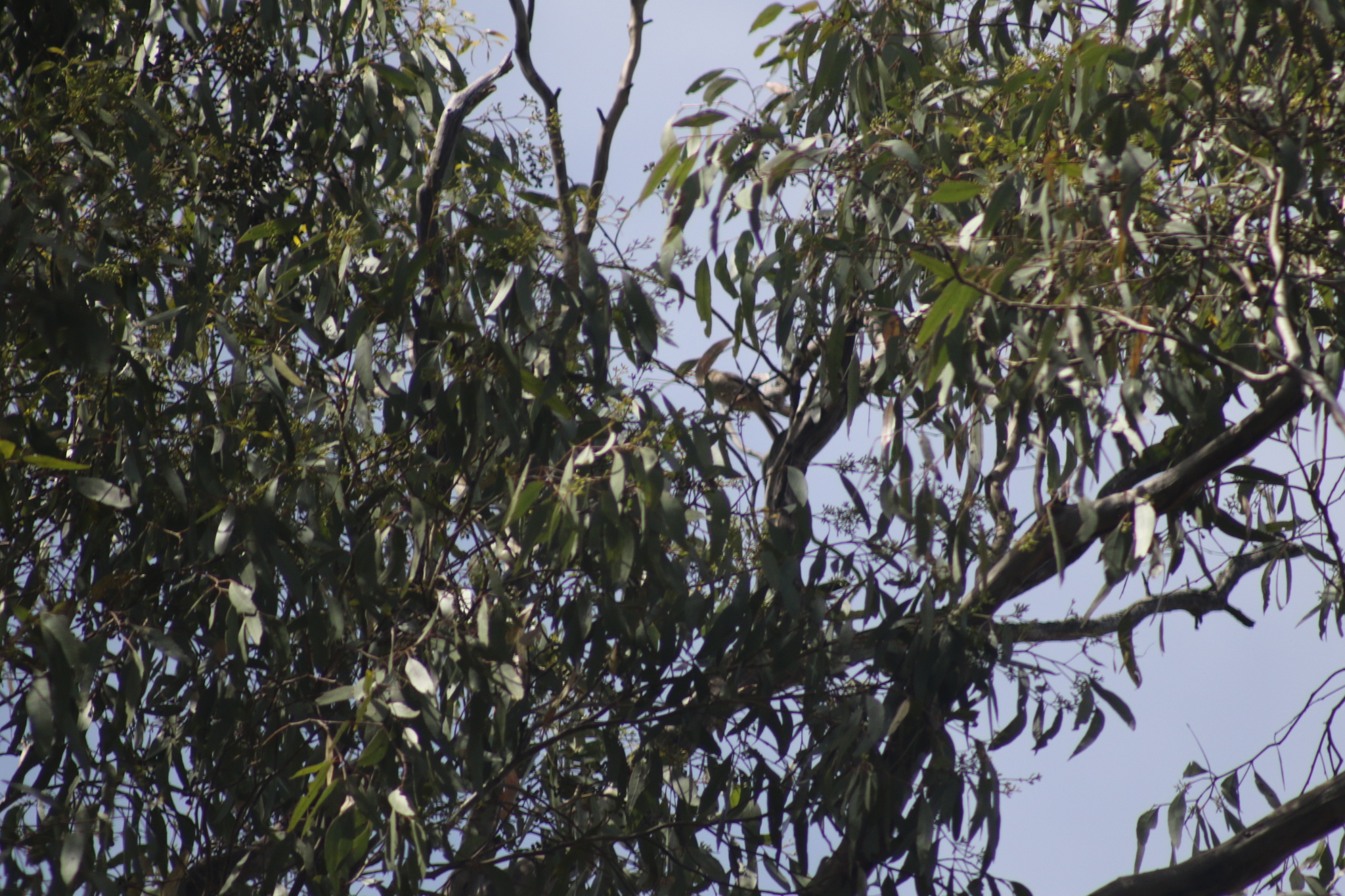 Black-chinned Honeyeater (Melithreptus gularis), photo 7
