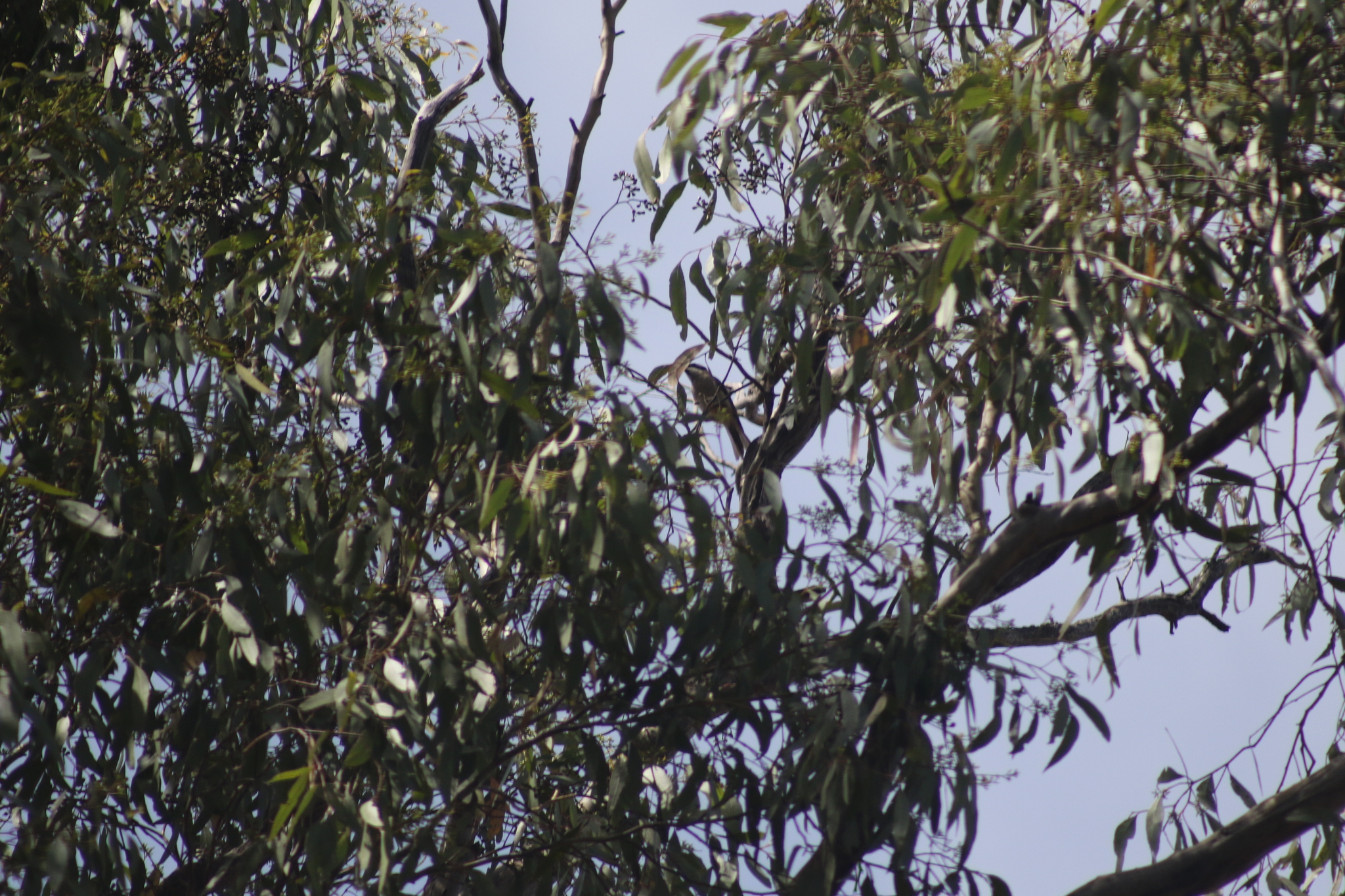Black-chinned Honeyeater (Melithreptus gularis), photo 6