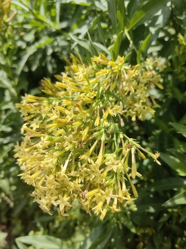 green cestrum