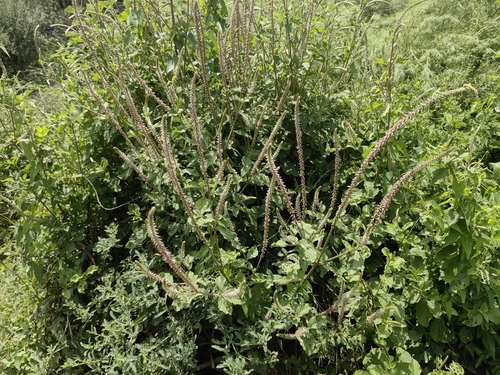 Devil's Horsewhip