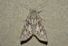 Andropolia aedon