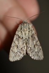 Andropolia aedon