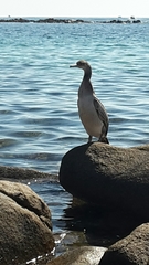 Gulosus aristotelis desmarestii