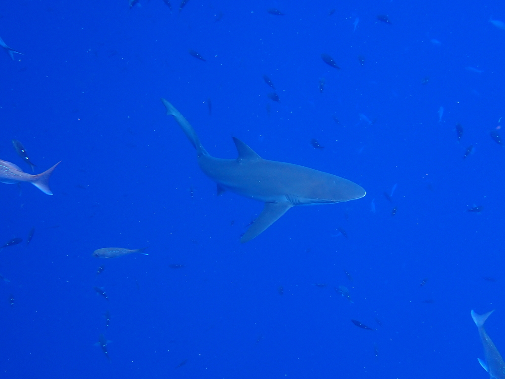 Bronze whaler shark swimming in clear blue water