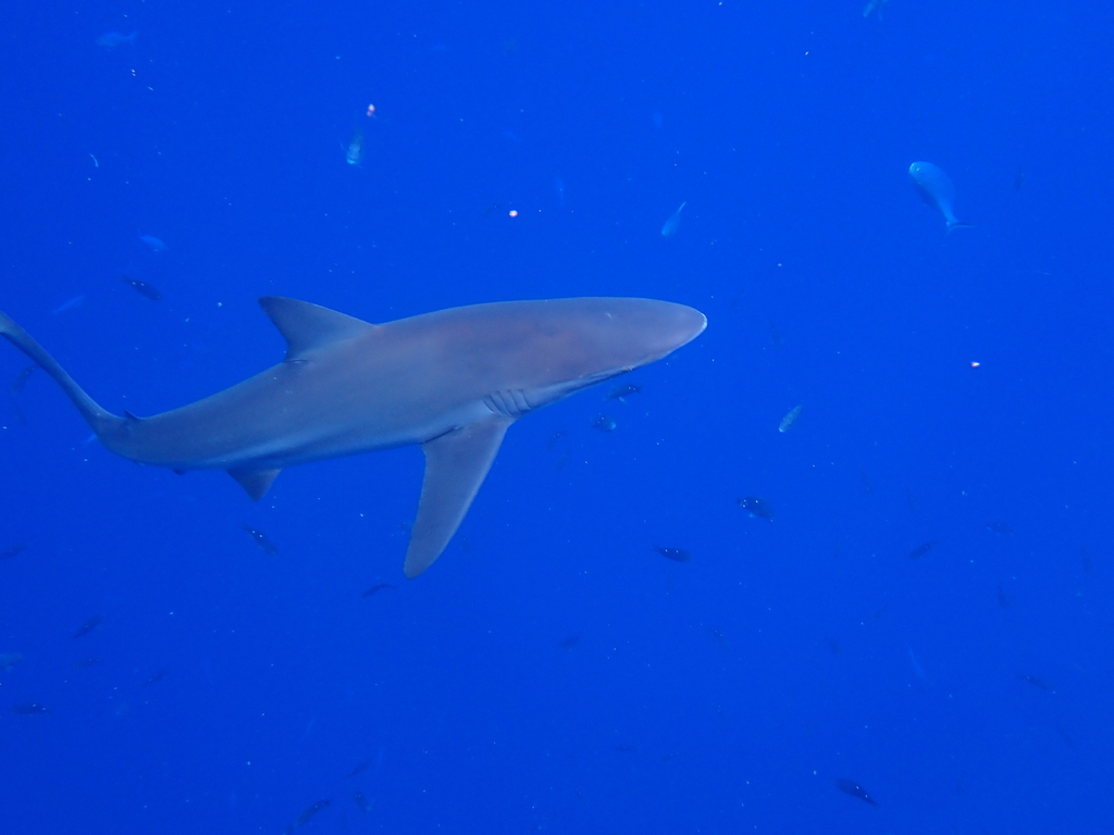 Bronze whaler shark gliding through blue water