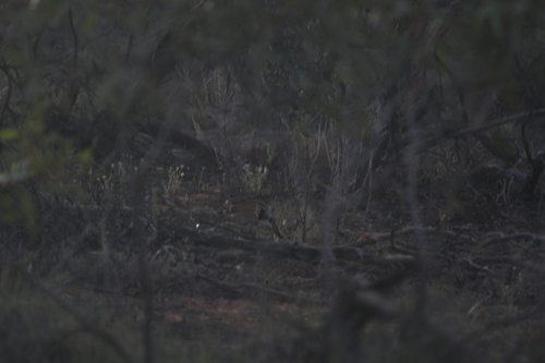Chestnut Quail-thrush (Cinclosoma castanotum), photo 2
