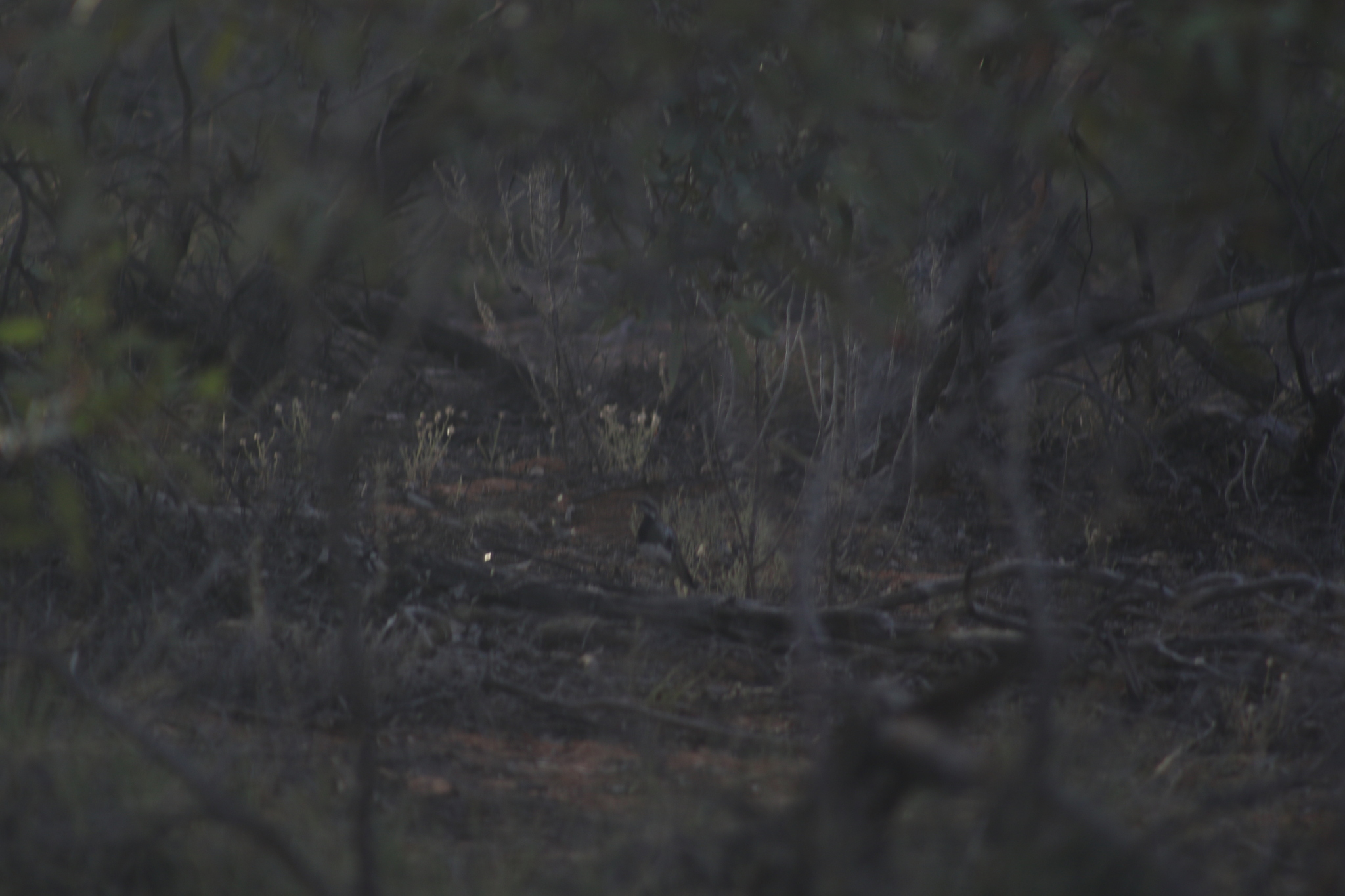 Chestnut Quail-thrush (Cinclosoma castanotum), photo 2