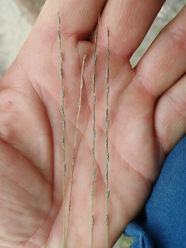 Image of Tripogonella loliiformis by no rights reserved