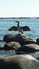 Gulosus aristotelis desmarestii