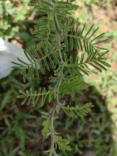 Image of Vachellia hebeclada by no rights reserved