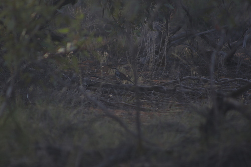 Chestnut Quail-thrush (Cinclosoma castanotum), photo 5