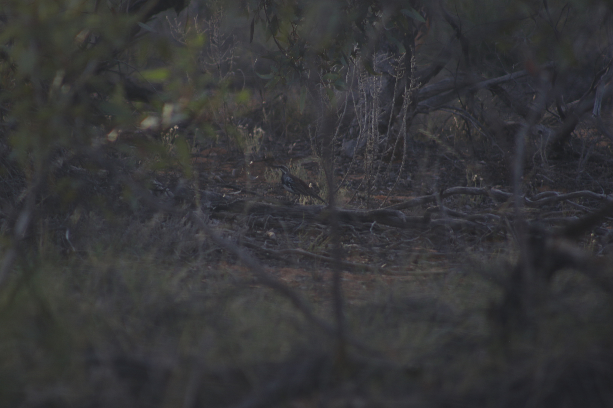Chestnut Quail-thrush (Cinclosoma castanotum), photo 6