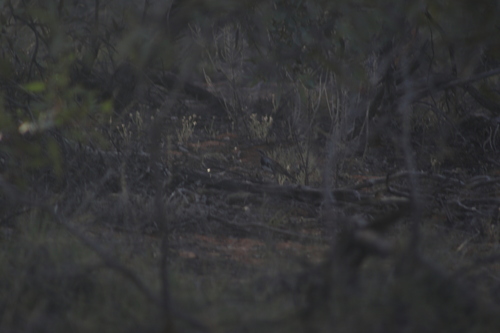 Chestnut Quail-thrush (Cinclosoma castanotum), photo 3