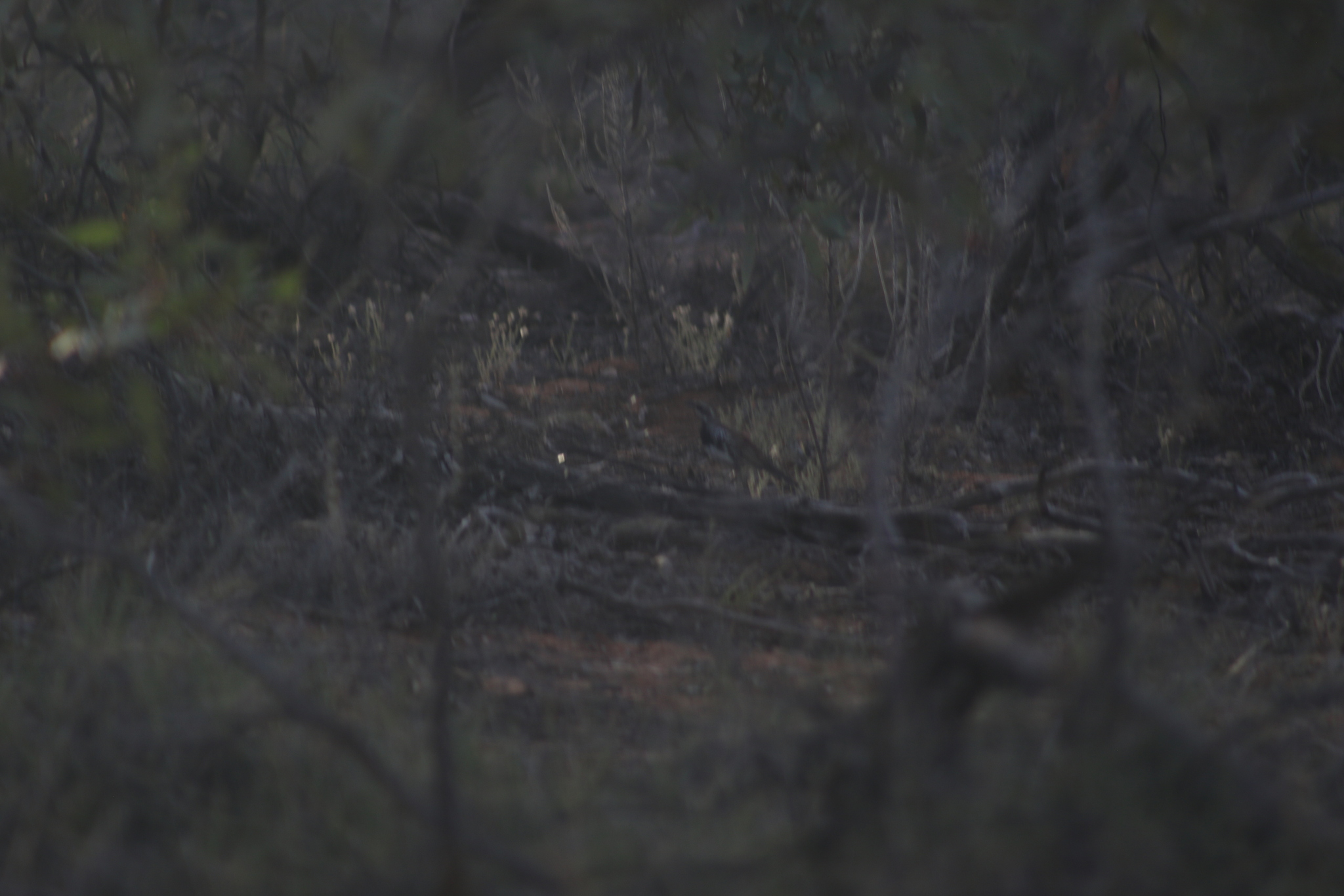 Chestnut Quail-thrush (Cinclosoma castanotum), photo 3