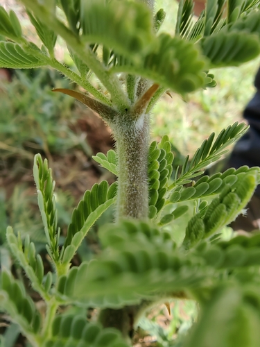 Image of Vachellia hebeclada by no rights reserved
