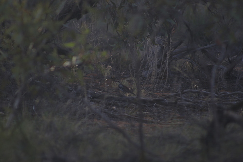 Chestnut Quail-thrush (Cinclosoma castanotum), photo 6