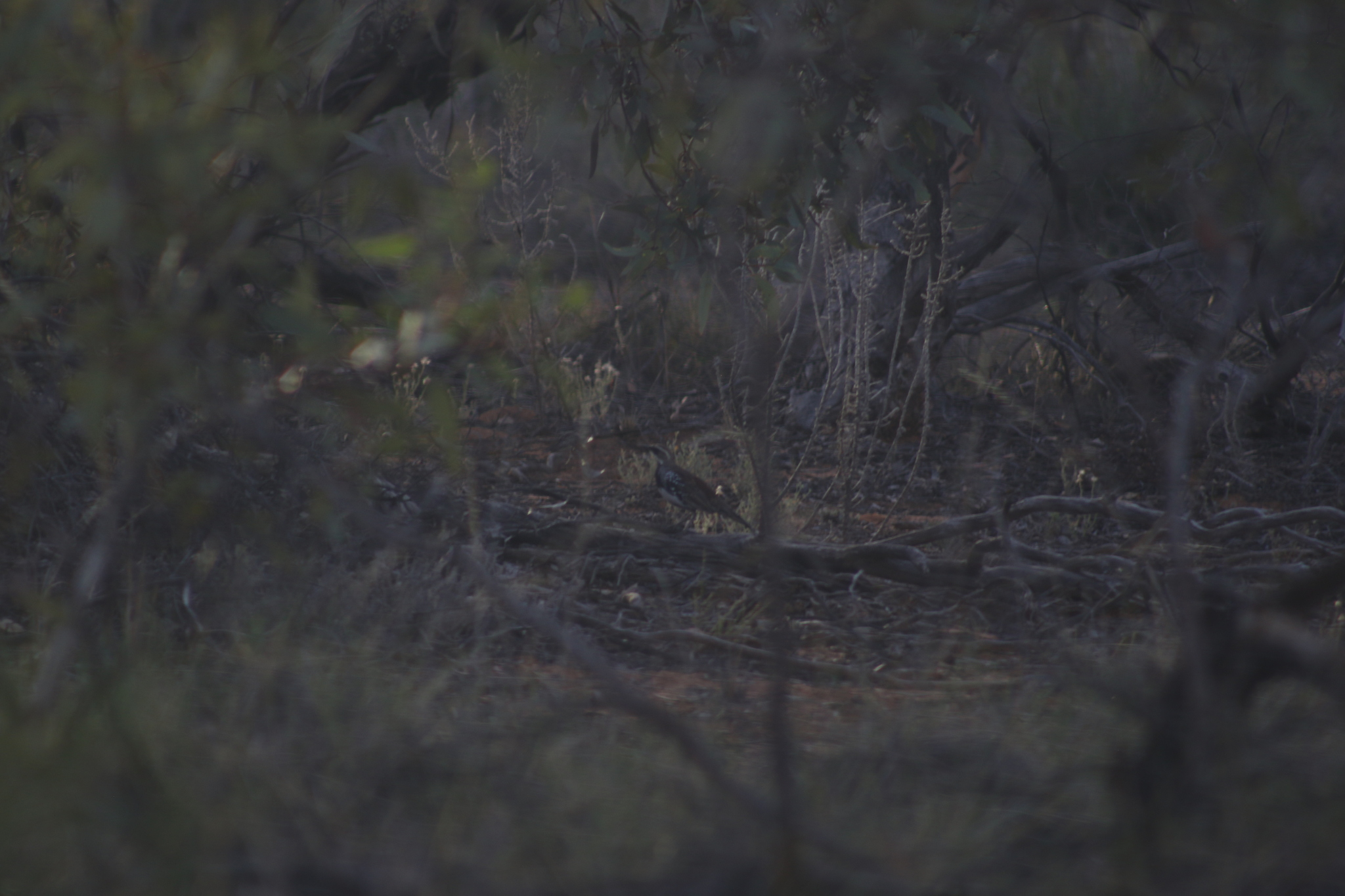 Chestnut Quail-thrush (Cinclosoma castanotum), photo 7