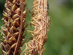 Carex scabriuscula