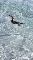 Gulosus aristotelis desmarestii