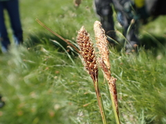 Carex scabriuscula