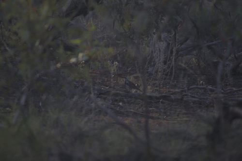 Chestnut Quail-thrush (Cinclosoma castanotum), photo 7