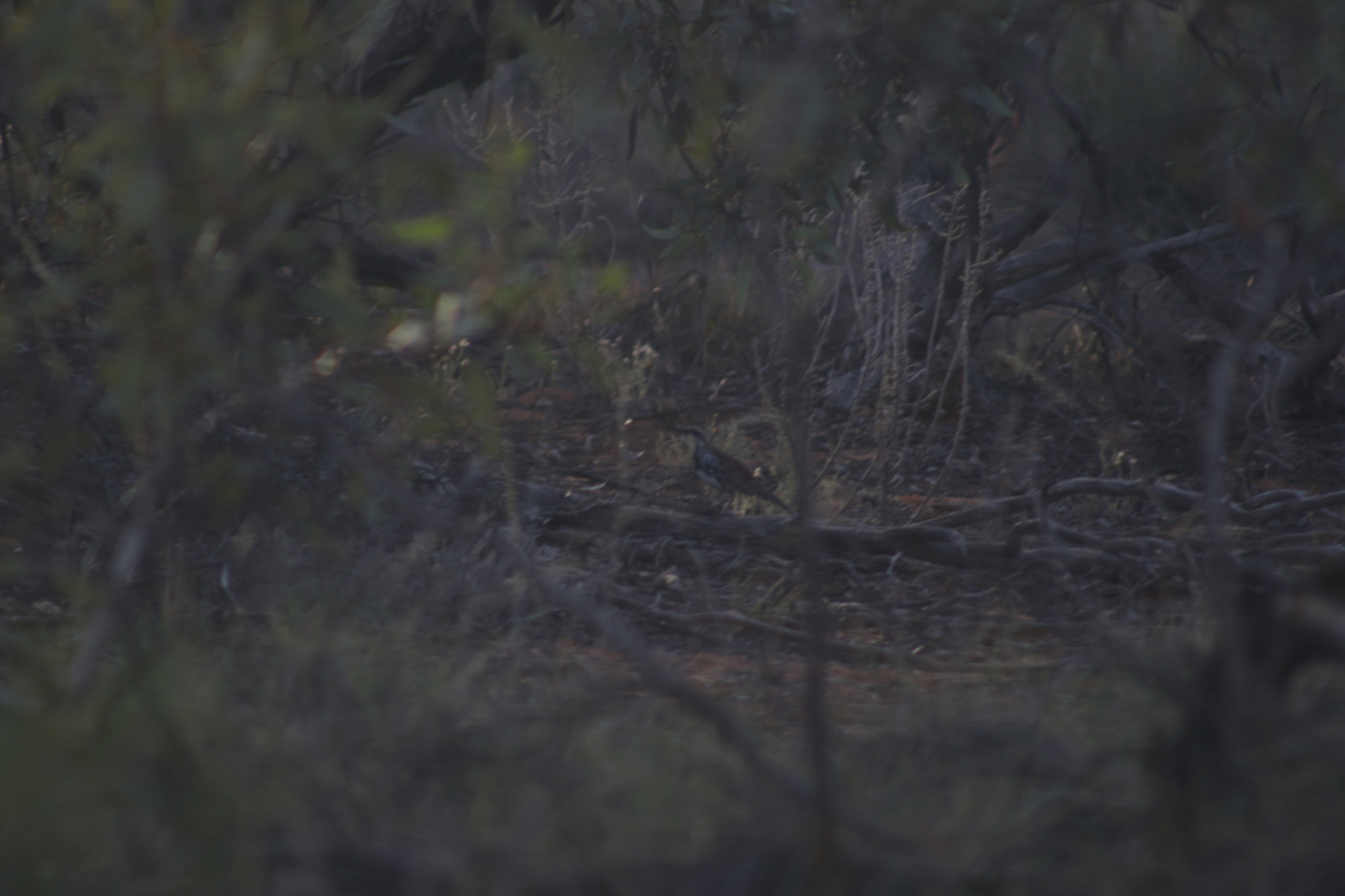 Chestnut Quail-thrush (Cinclosoma castanotum), photo 8