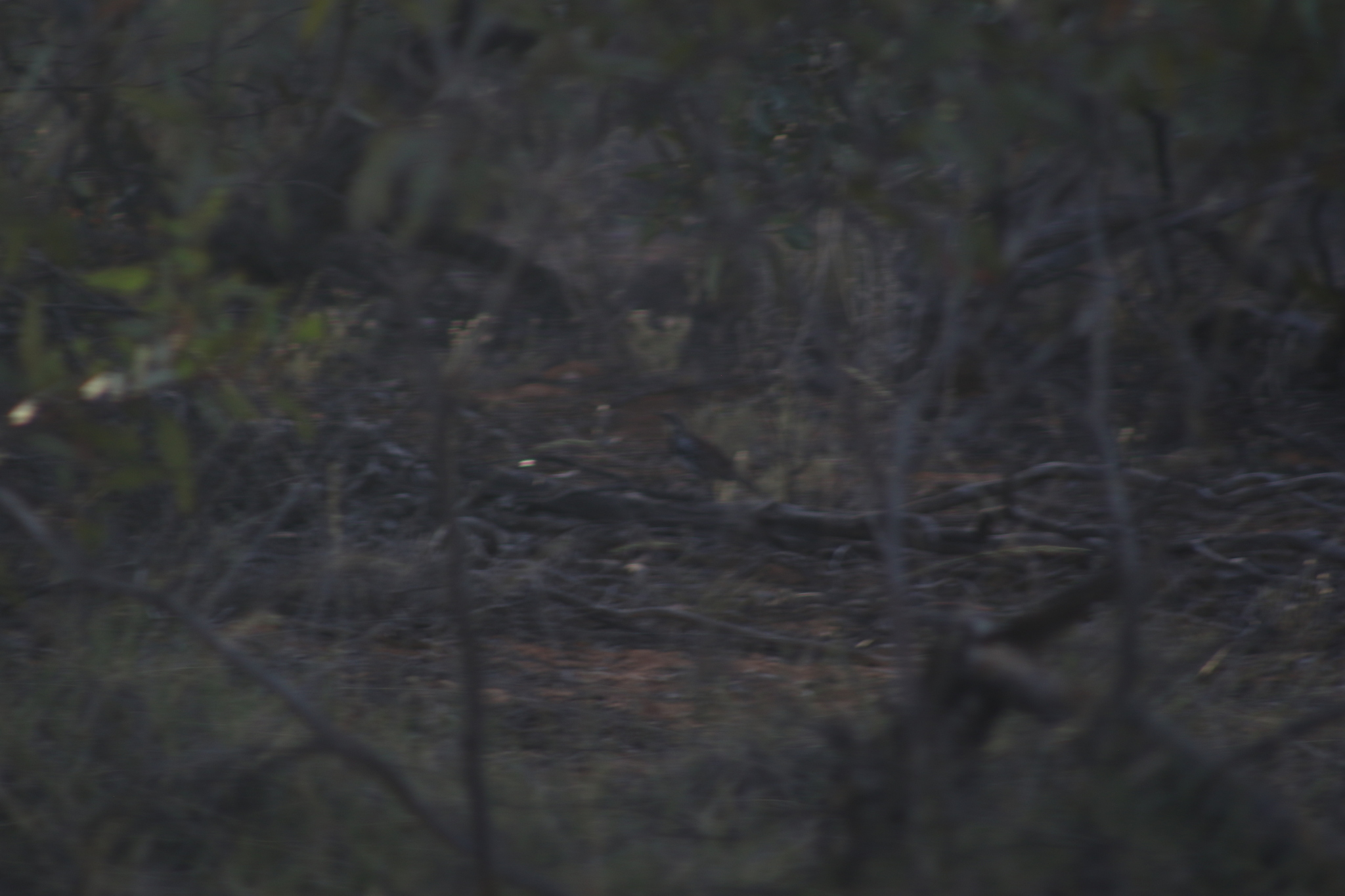 Chestnut Quail-thrush (Cinclosoma castanotum), photo 9
