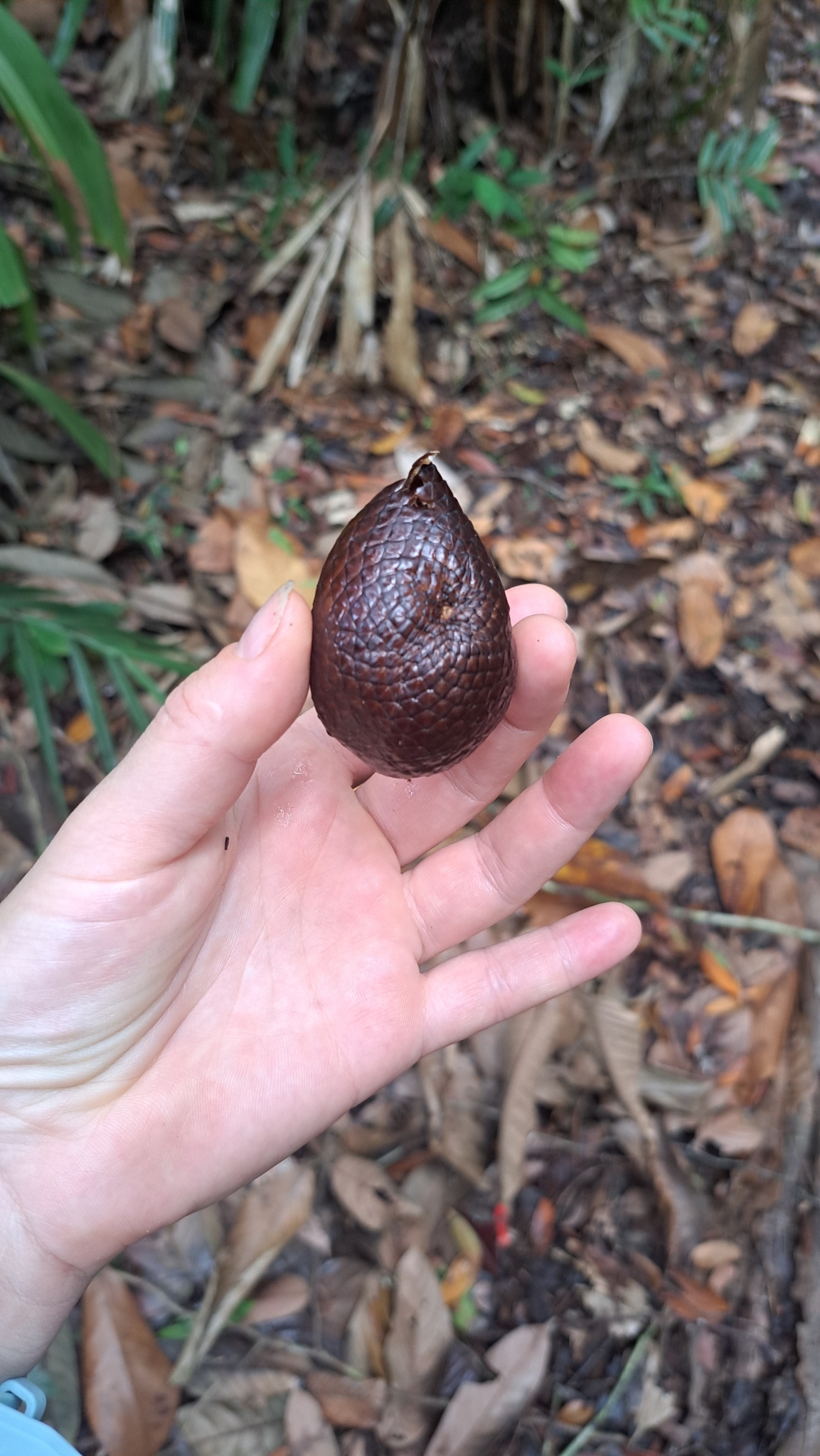 Imagem de Salak