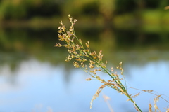 Juncus oxymeris