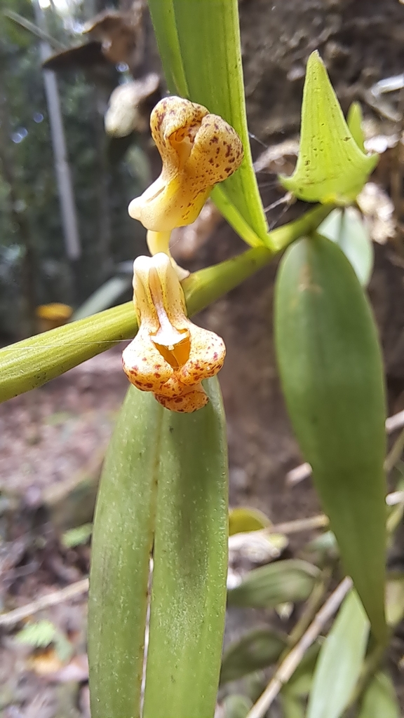 Dendrobium naqii Cavestro
