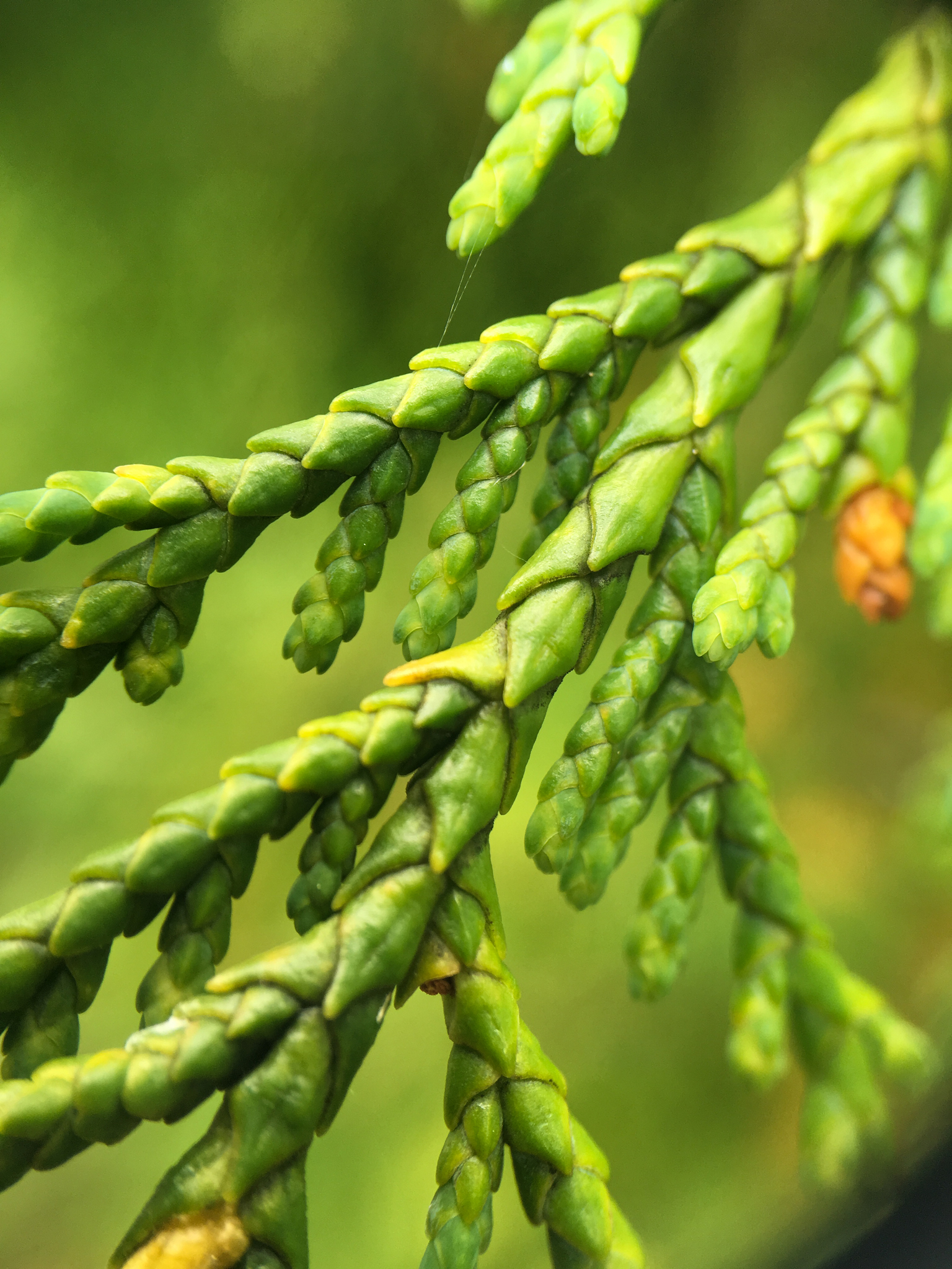 Cupressus